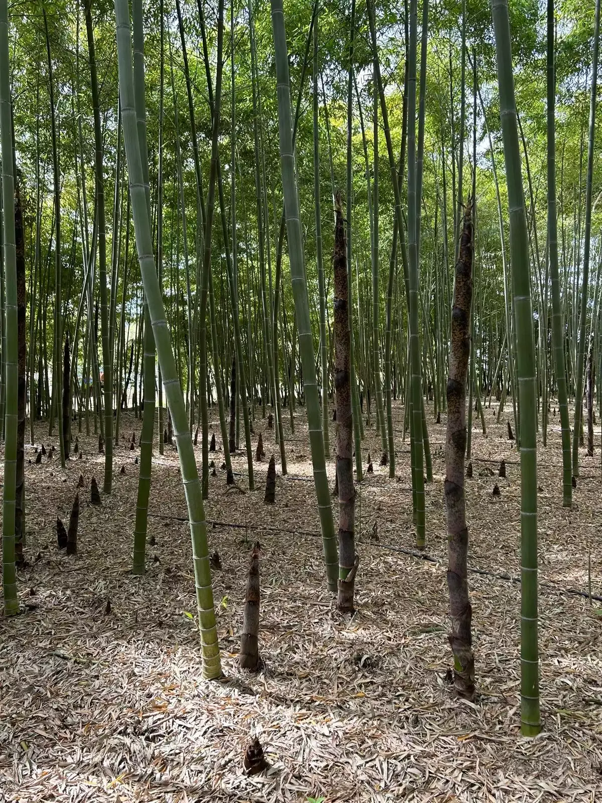 Foresta di Bambù 1