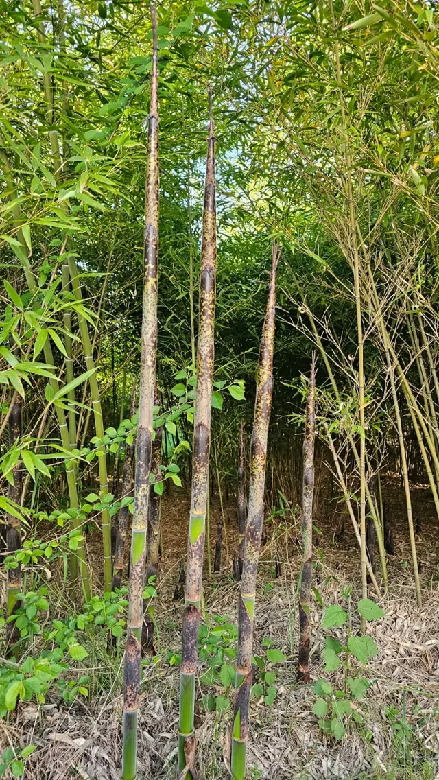 Foresta di Bambù 5