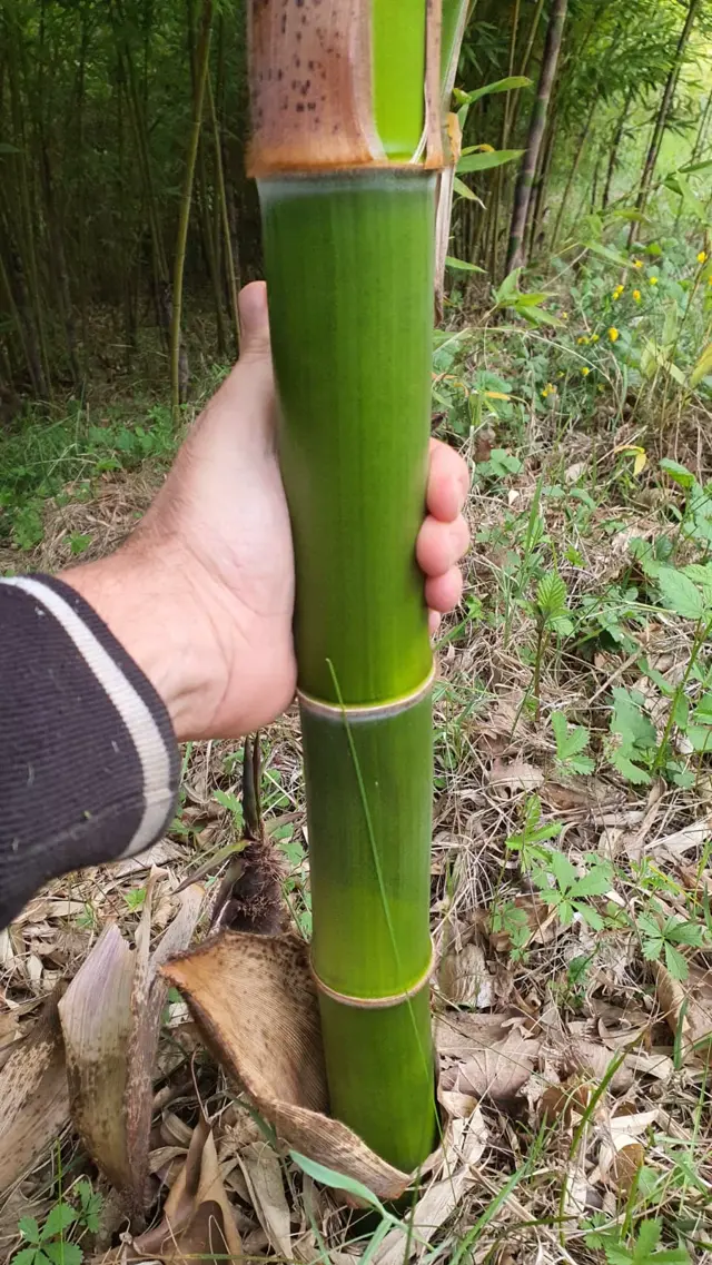 Foresta di Bambù 3